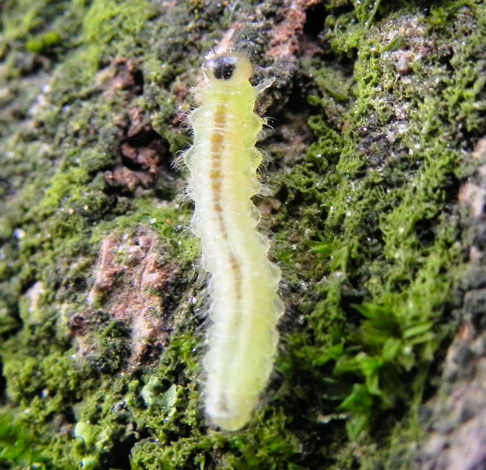 Fam. Cimbicidae, larva. Italia, Brescia, 26 Oct 2010. Calini pr.sc. Vb